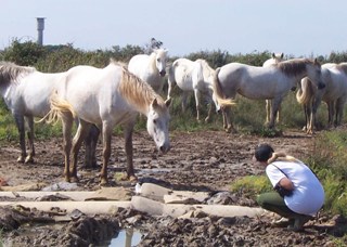 Soubor:Camargue_naturally_approached_1b.jpg