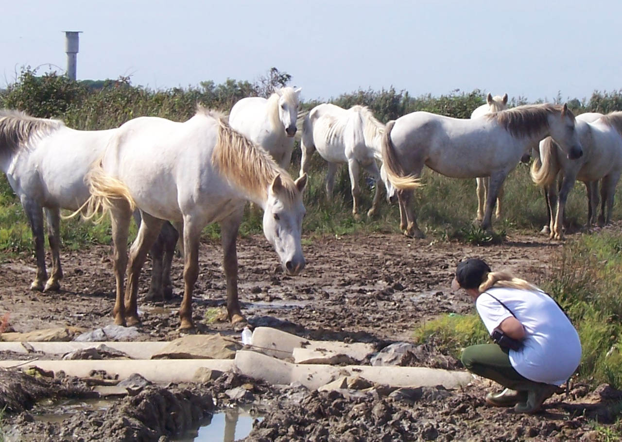 Soubor:Camargue_naturally_approached_1a.jpg